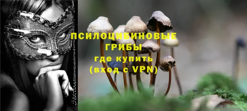 darknet какой сайт  Тулун  Галлюциногенные грибы Psilocybine cubensis 